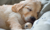 Large purina article when do puppies open their eyes 500x300