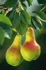 Large pears