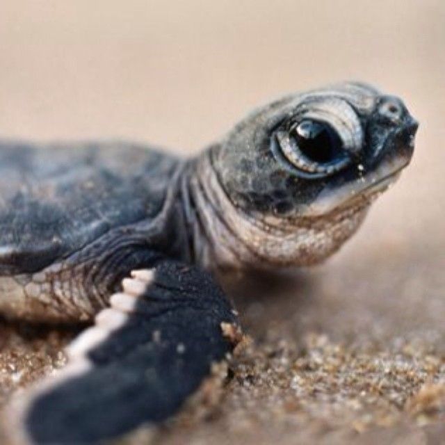71879 cute turtle