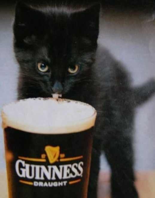 Guinness cat