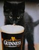 Large guinness cat