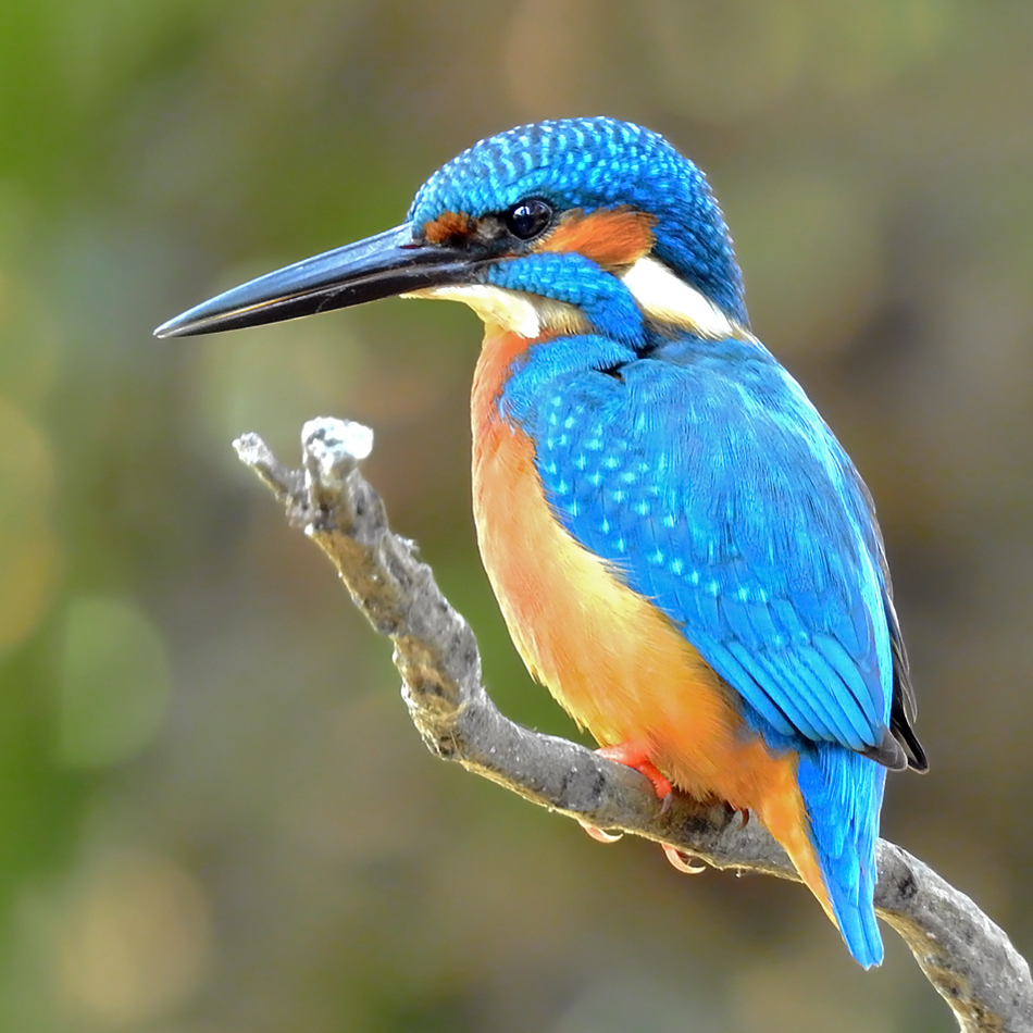 Bloated kingfisher