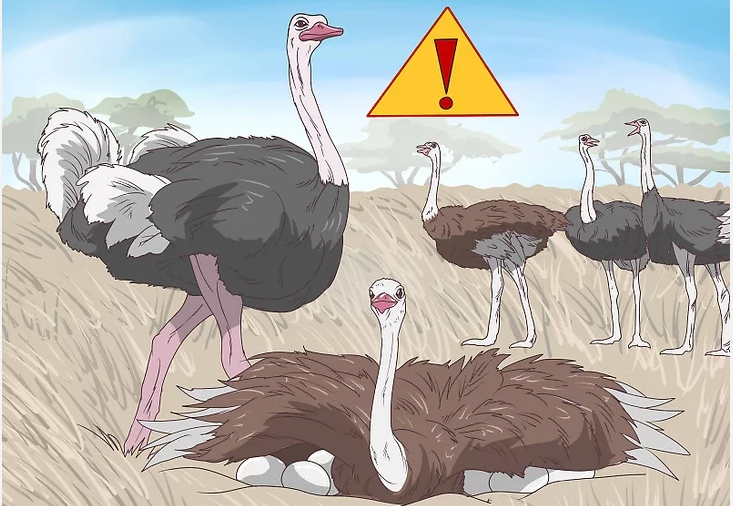 Ostrich warning