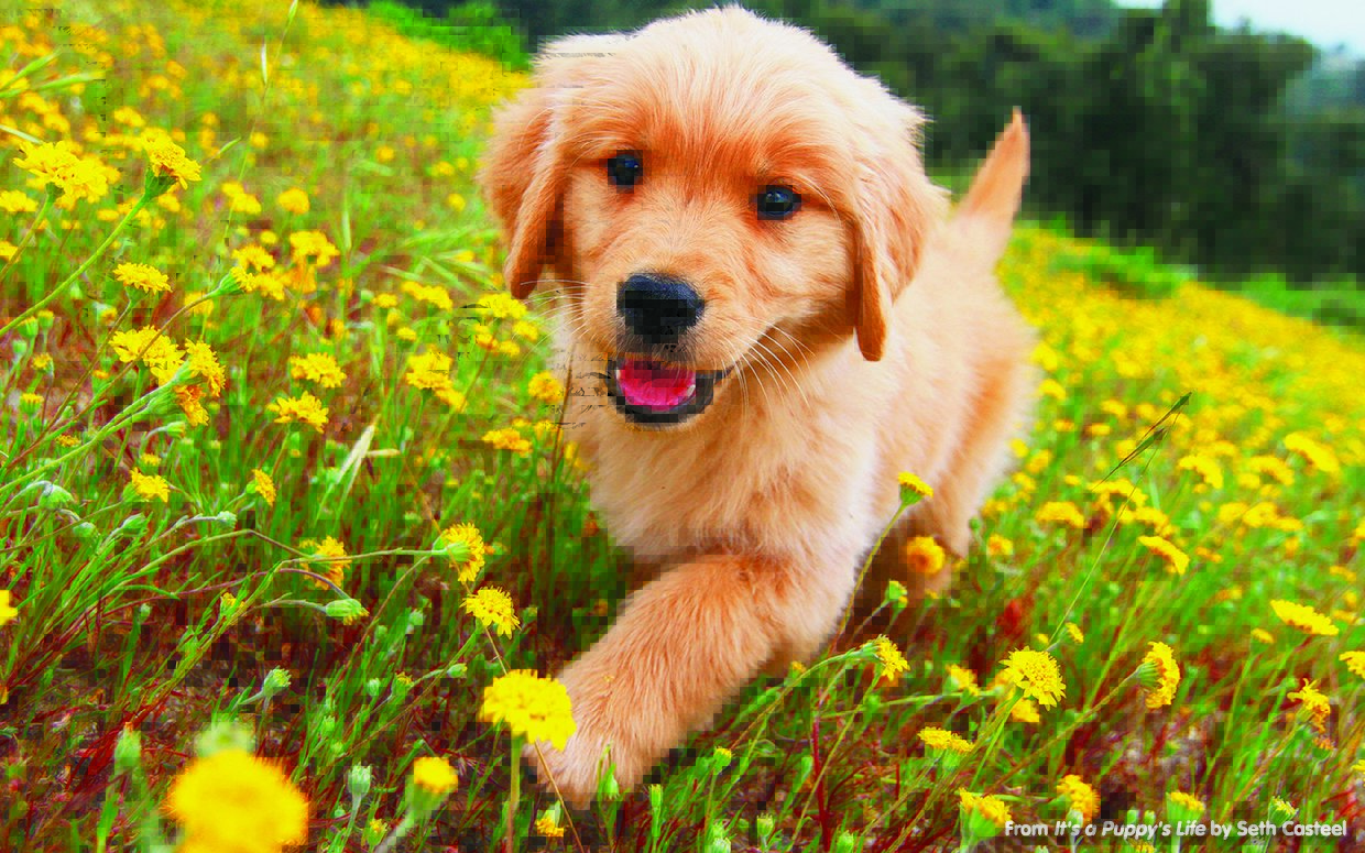 Golden puppy life national geographic ftr 1