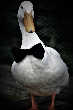 Duck with bow tie