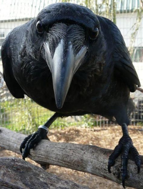 The raven the crow