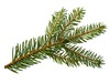Large spruce
