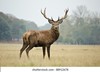 Large stag