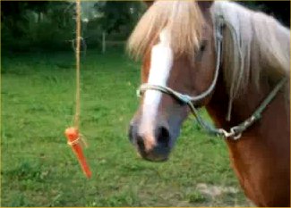 Horse carrot theorem