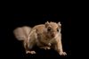 Large northern flying squirrel