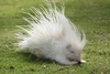 Large albino porcupine