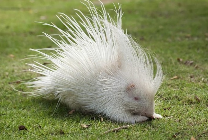 Albino porcupine
