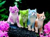 Large 434701 beautiful cute kitten wallpapers 2880x2160 screen