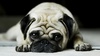 Large dog wallpaper 3