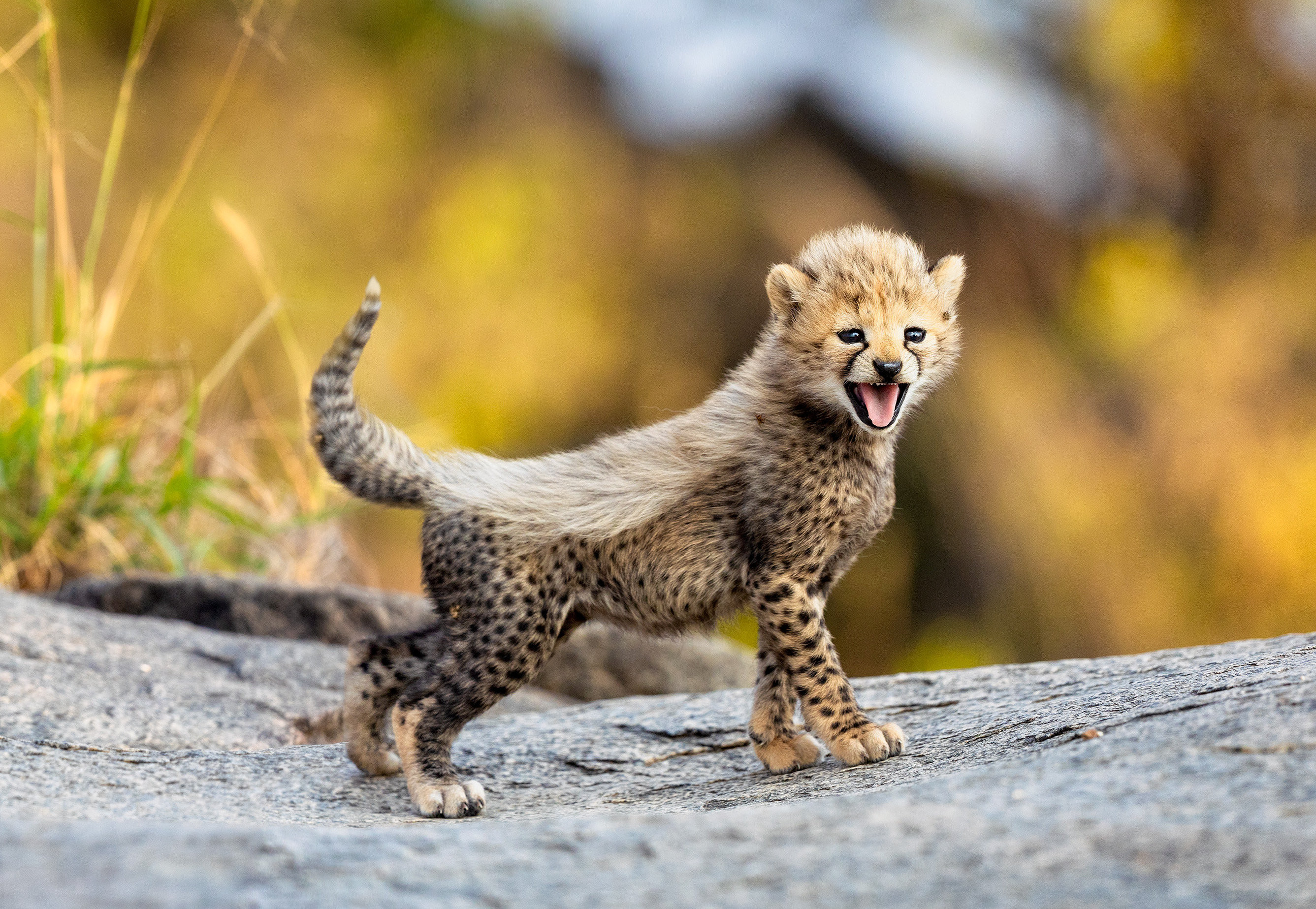 Cheetah really cute