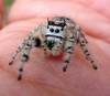 Large phidippus otiosus1587478528 221210 0