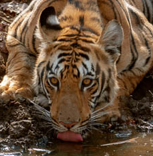 Water drinking tiger