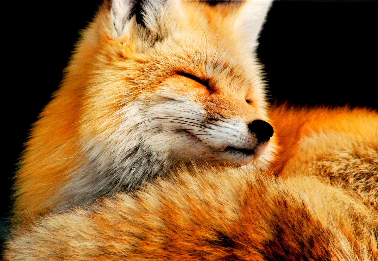 Fox wallpaper