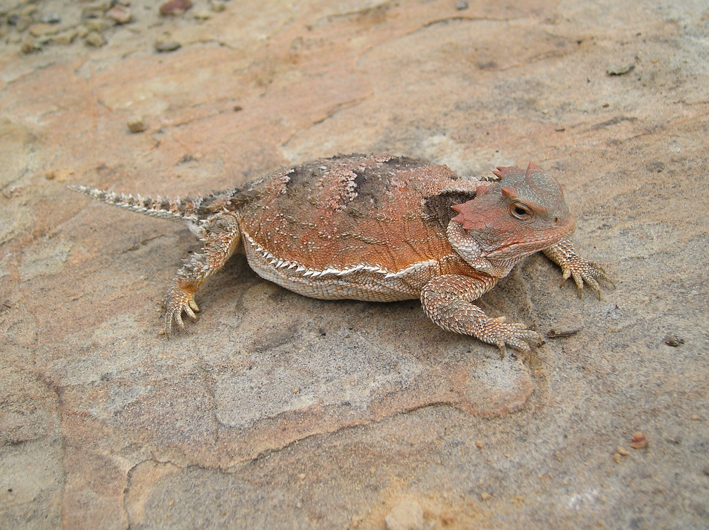 Pregenant female greater short horned lizard