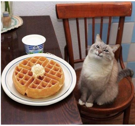 Catwaffle