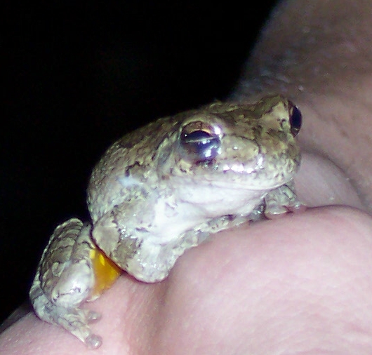 Kidd  springfrog on marcus thumb  3  06