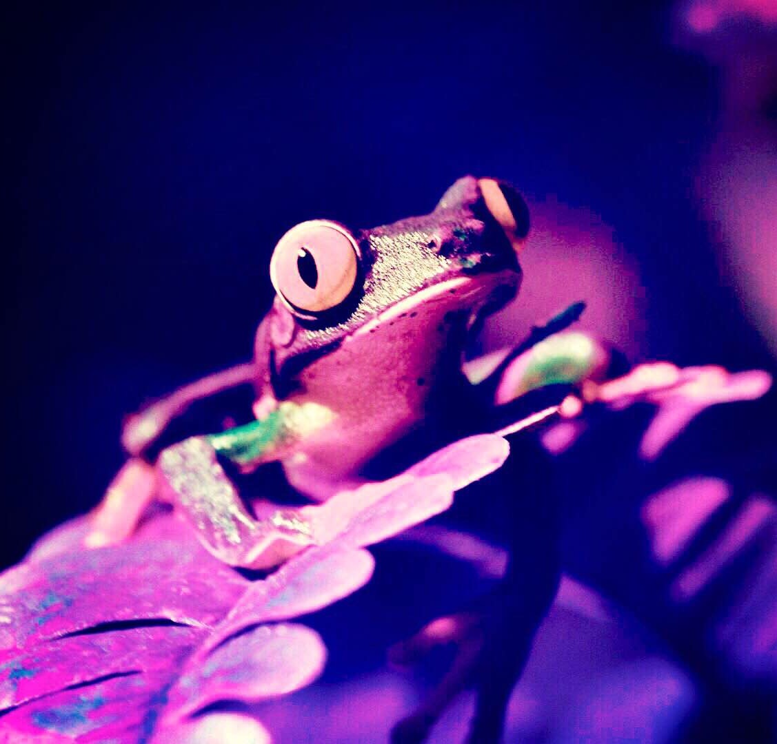 Frog pink lavender square