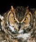 Flying owl rec