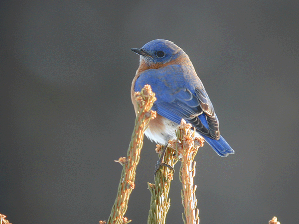 Bluebird 123002 0037