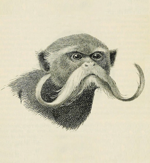 Mias imperator   monkey from the amazon region proceedings of the zoological society of london  1907   cropped