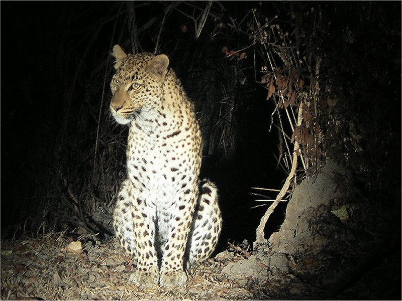 20a. 36 leopard female 2 