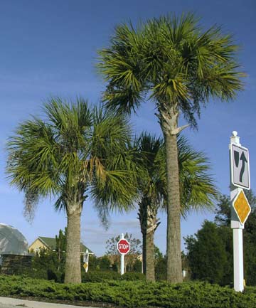Sabal palmetto tree