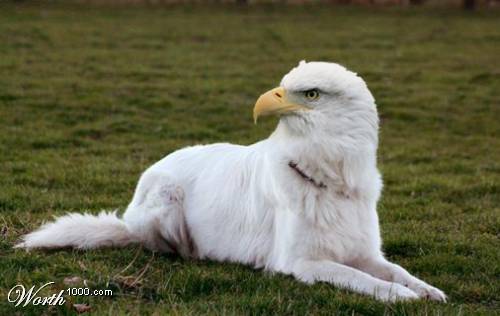 Eagle dog