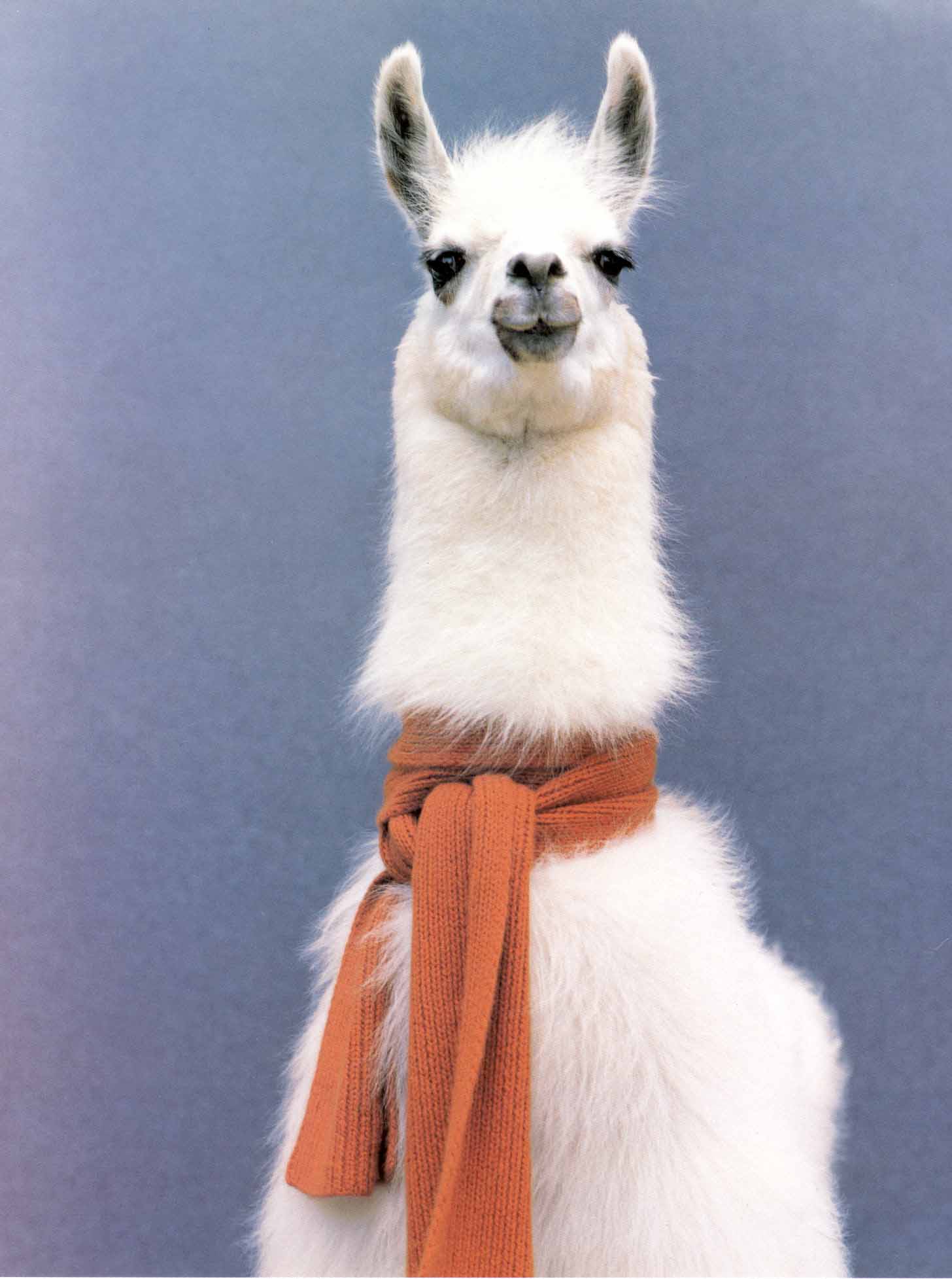 Llama wearing scarf