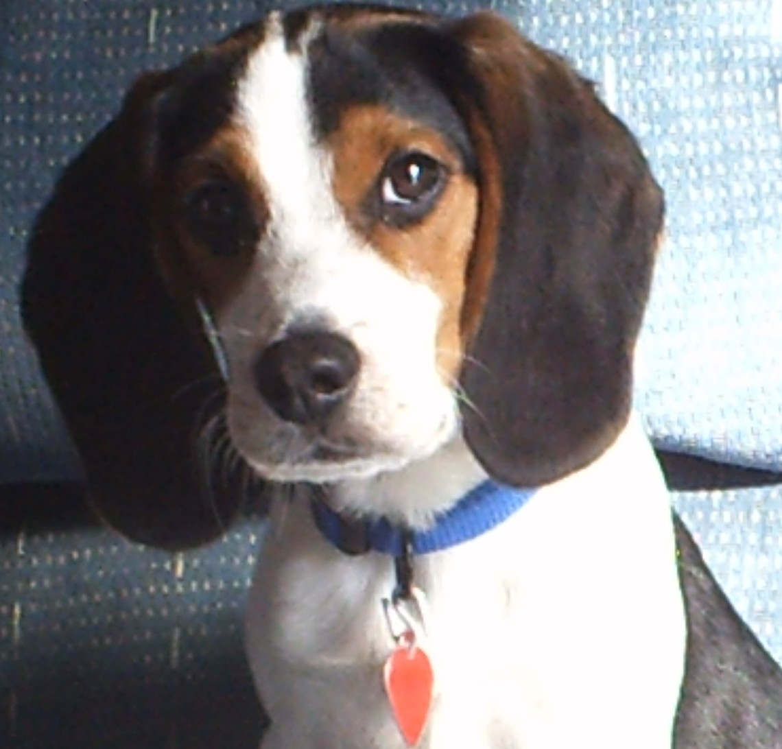 Beagle