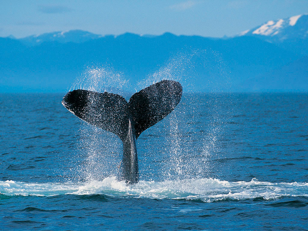 Humpback whale