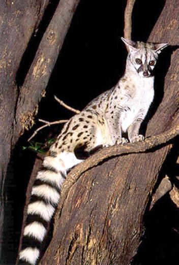 Genet cat