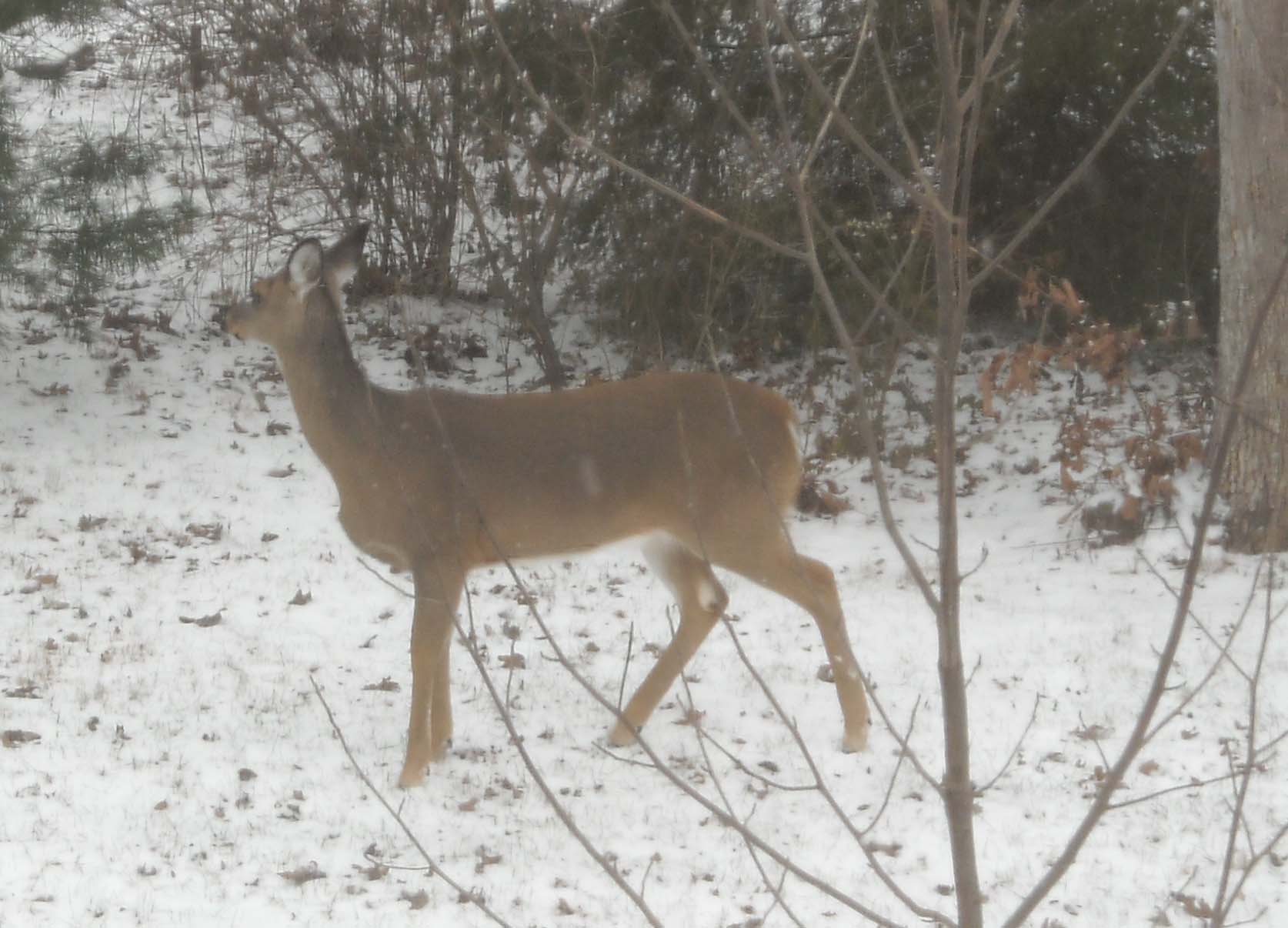 Deer 2 cropped