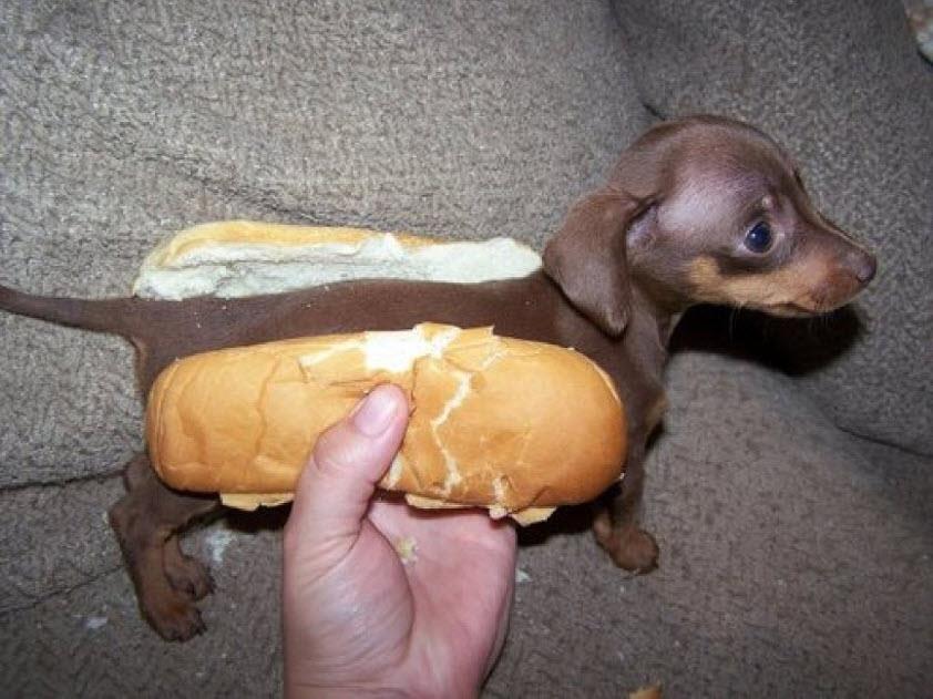 In bread dog