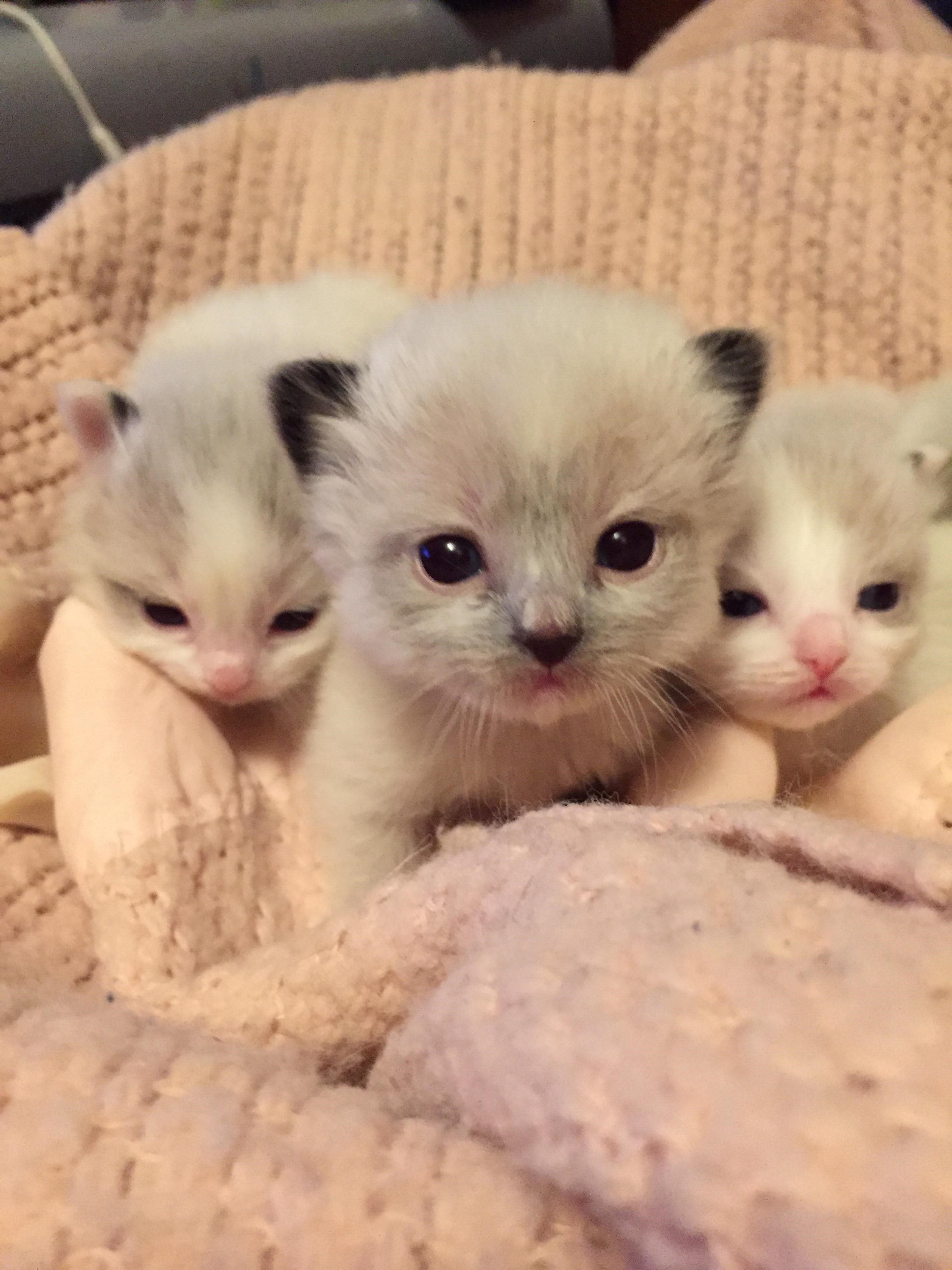 Bluebell s kittens