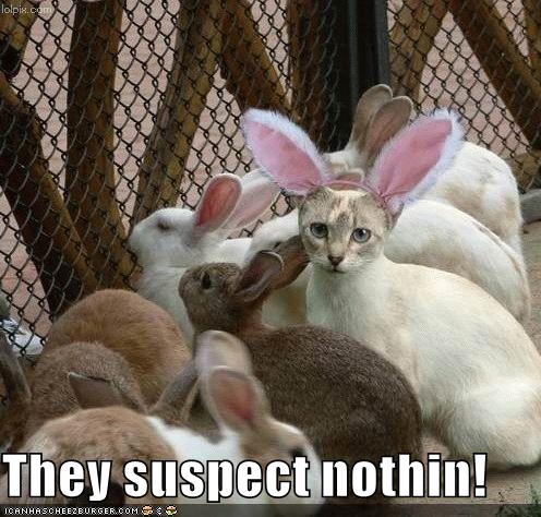 Funny pictures cat disguised rabbit